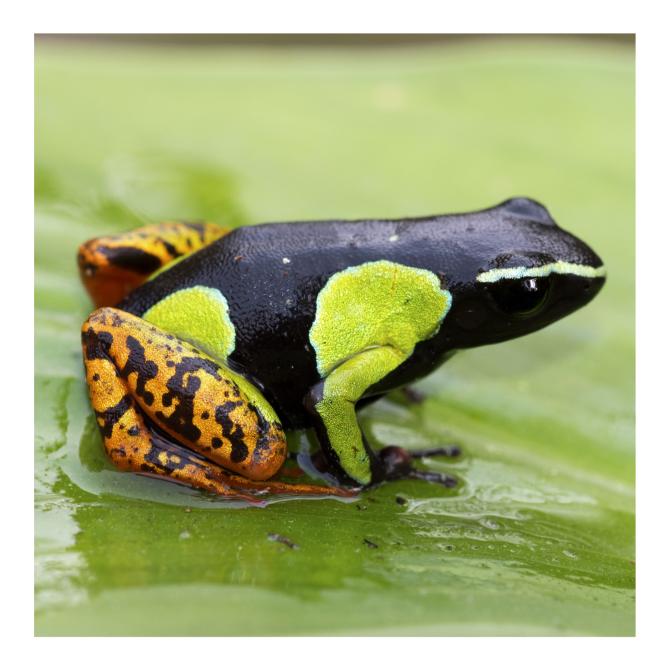 Mantella de Baron