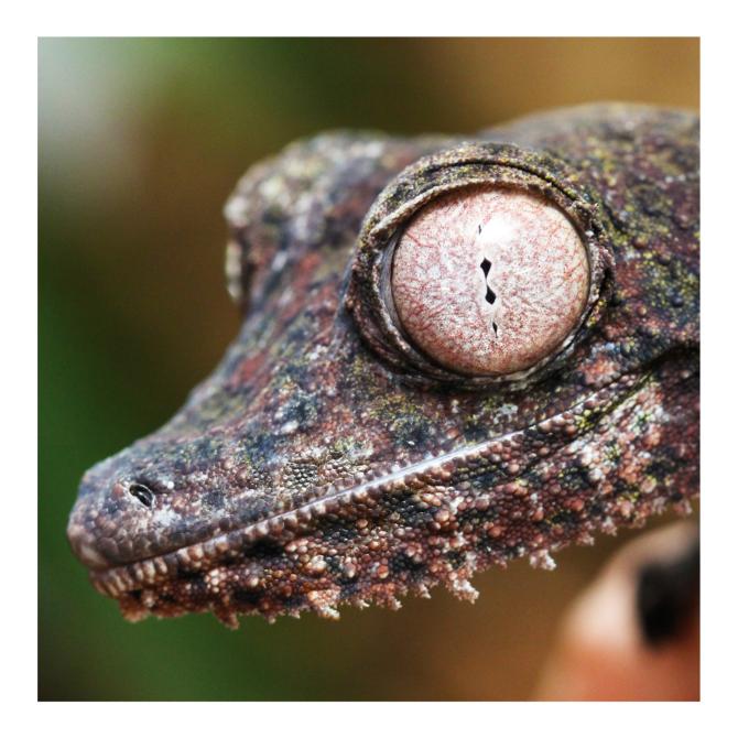 Gecko à queue de feuille