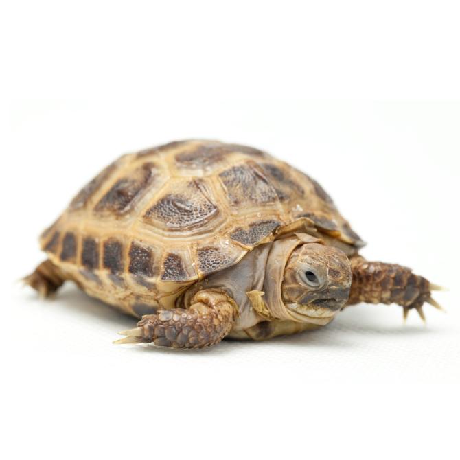 Tortue des steppes