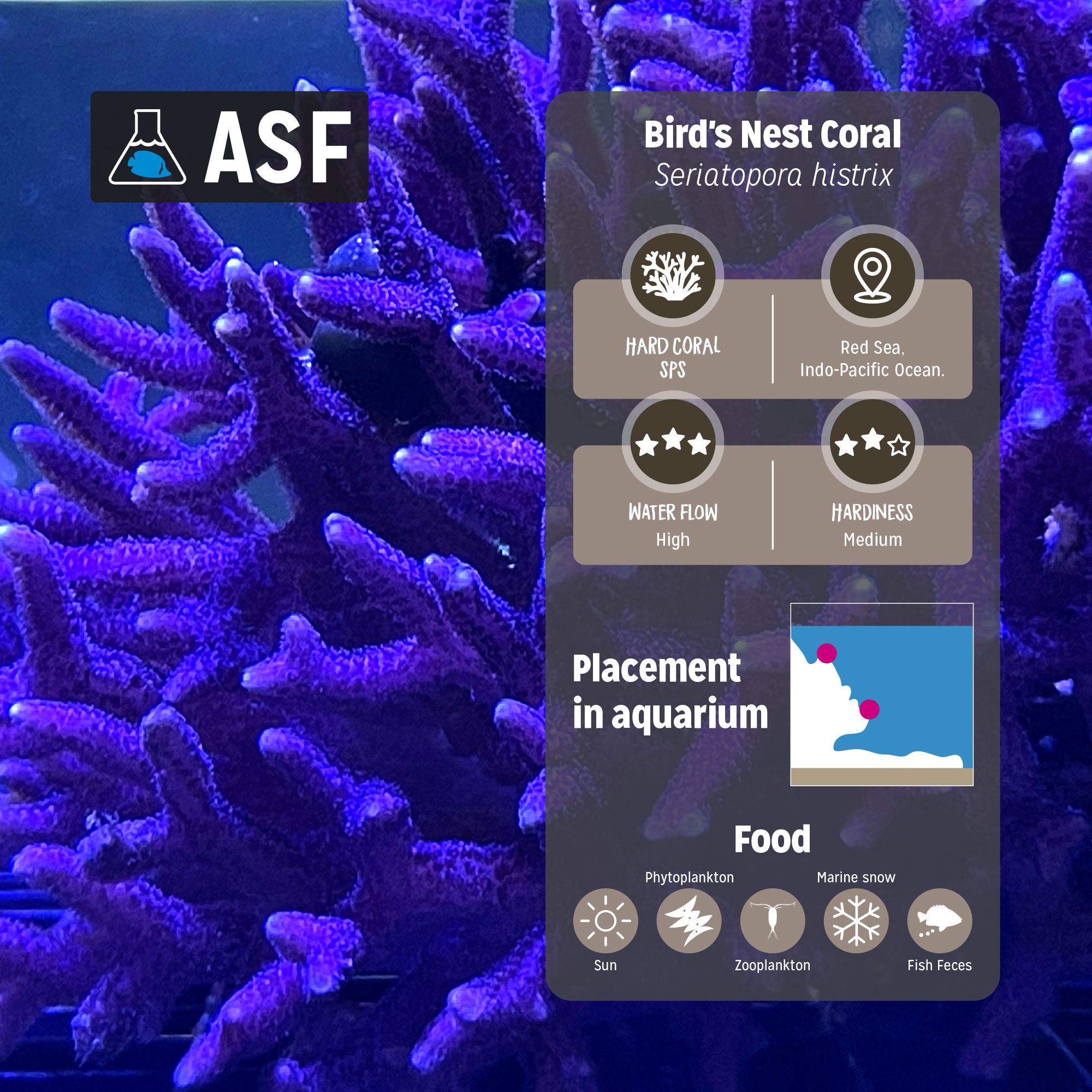 Bird's nest coral