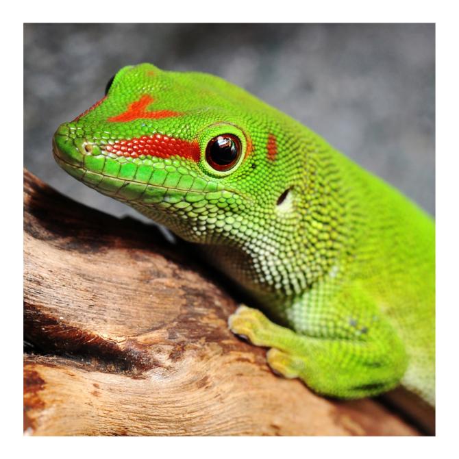 Gecko géant de Madagascar