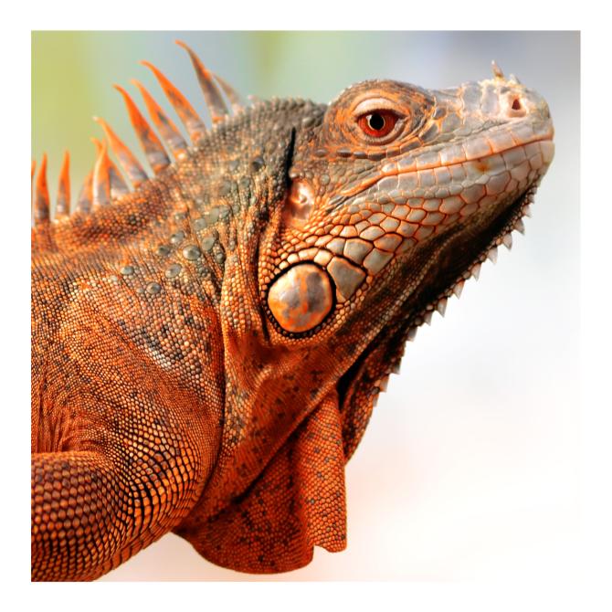 Iguane rouge