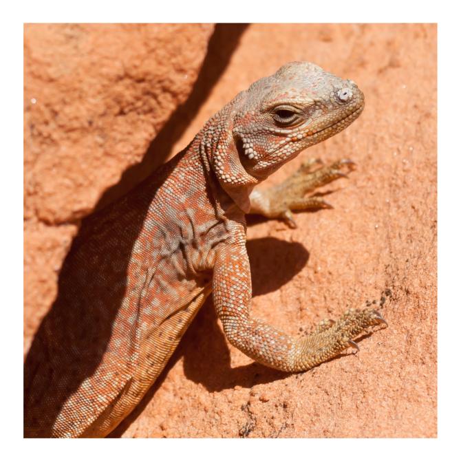 Chuckwalla