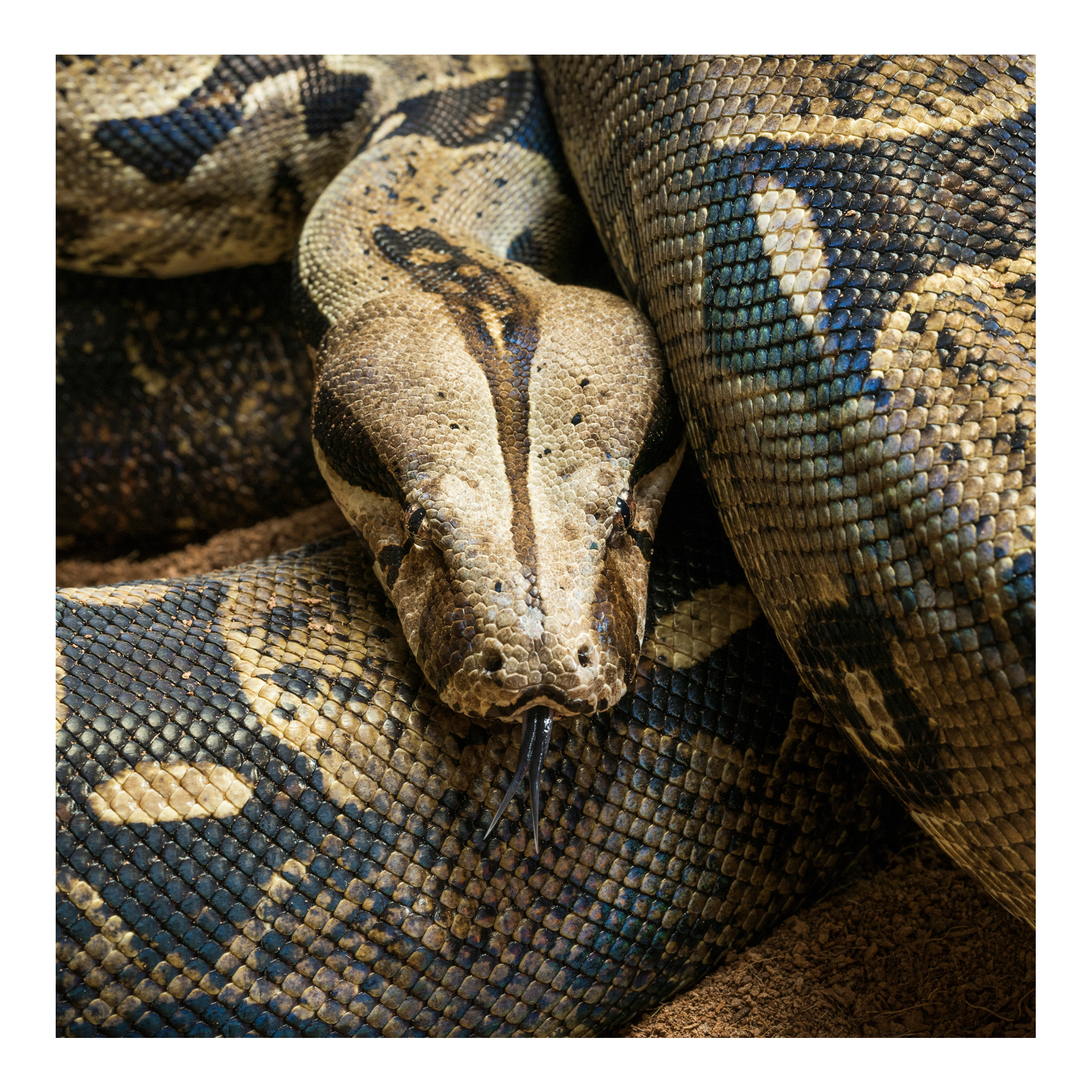 Boa Constrictor