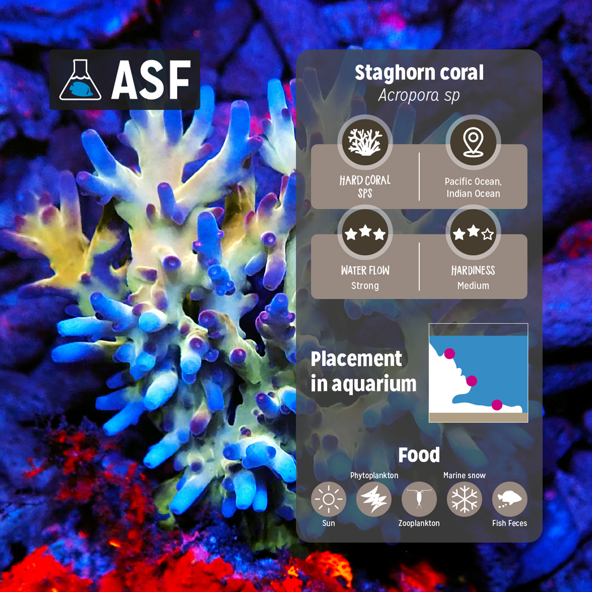 Staghorn coral