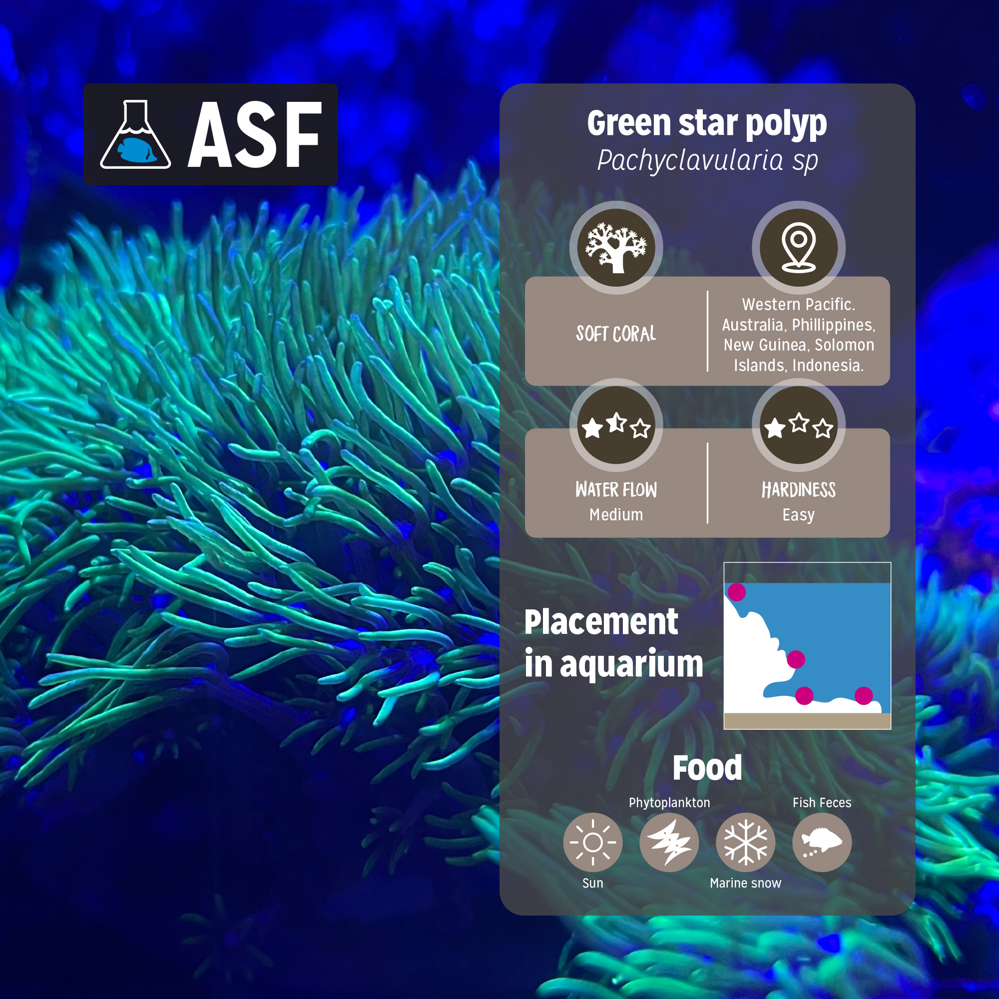 Green star polyp