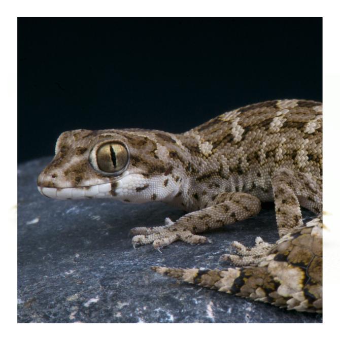 Gecko vipère