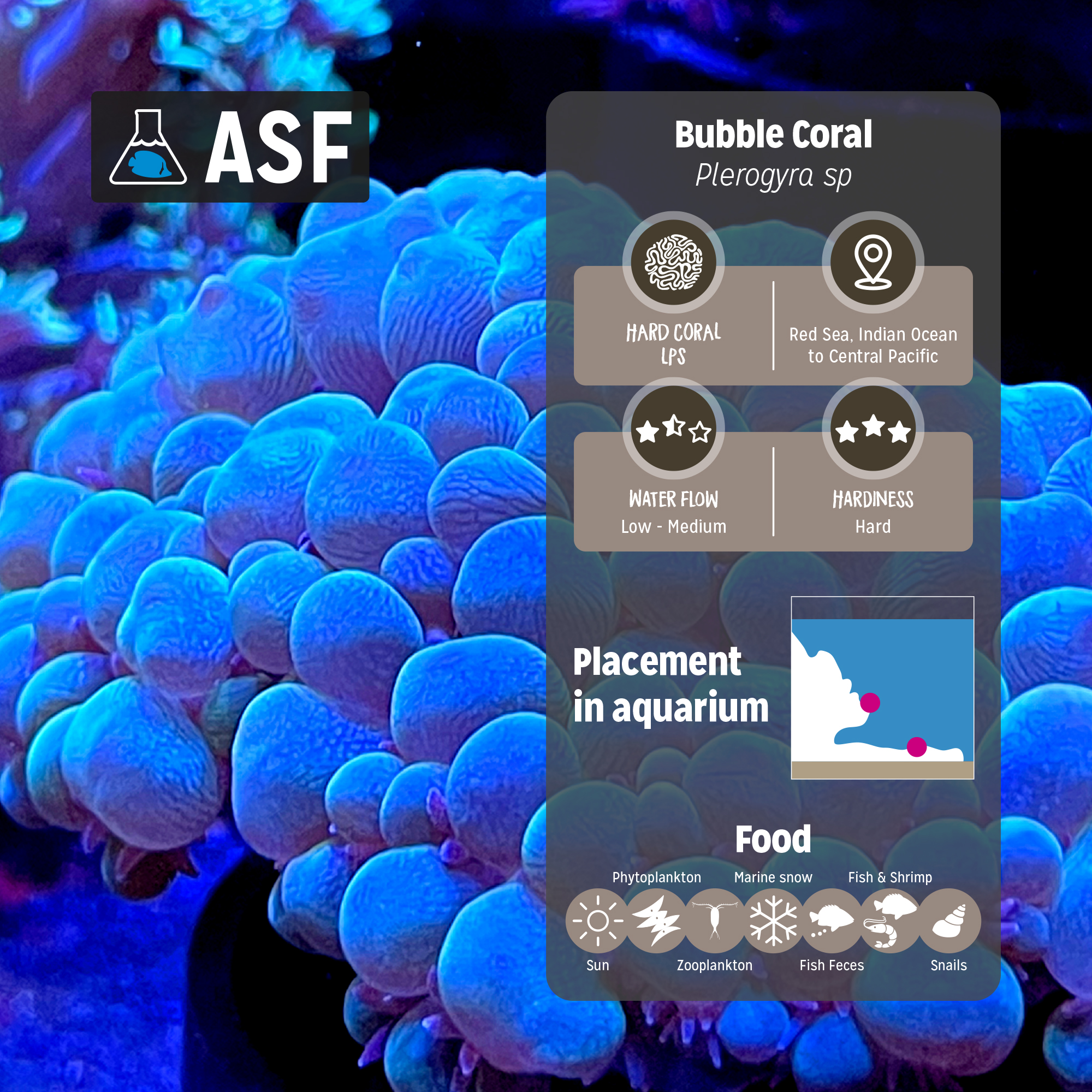 Bubble coral