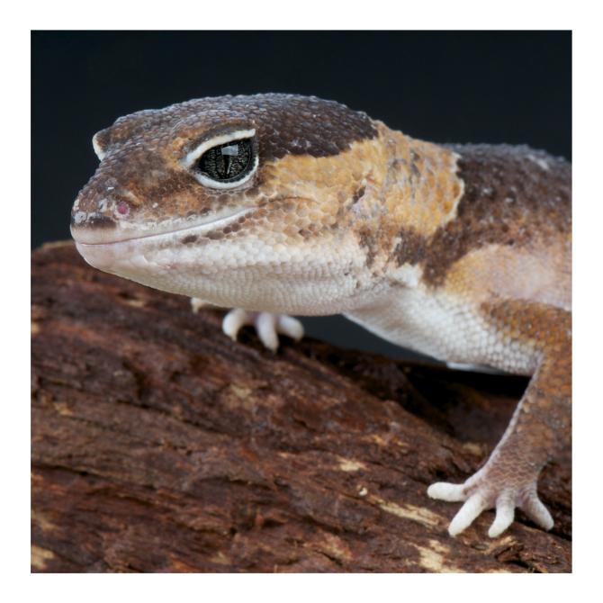 Gecko africain à queue grasse