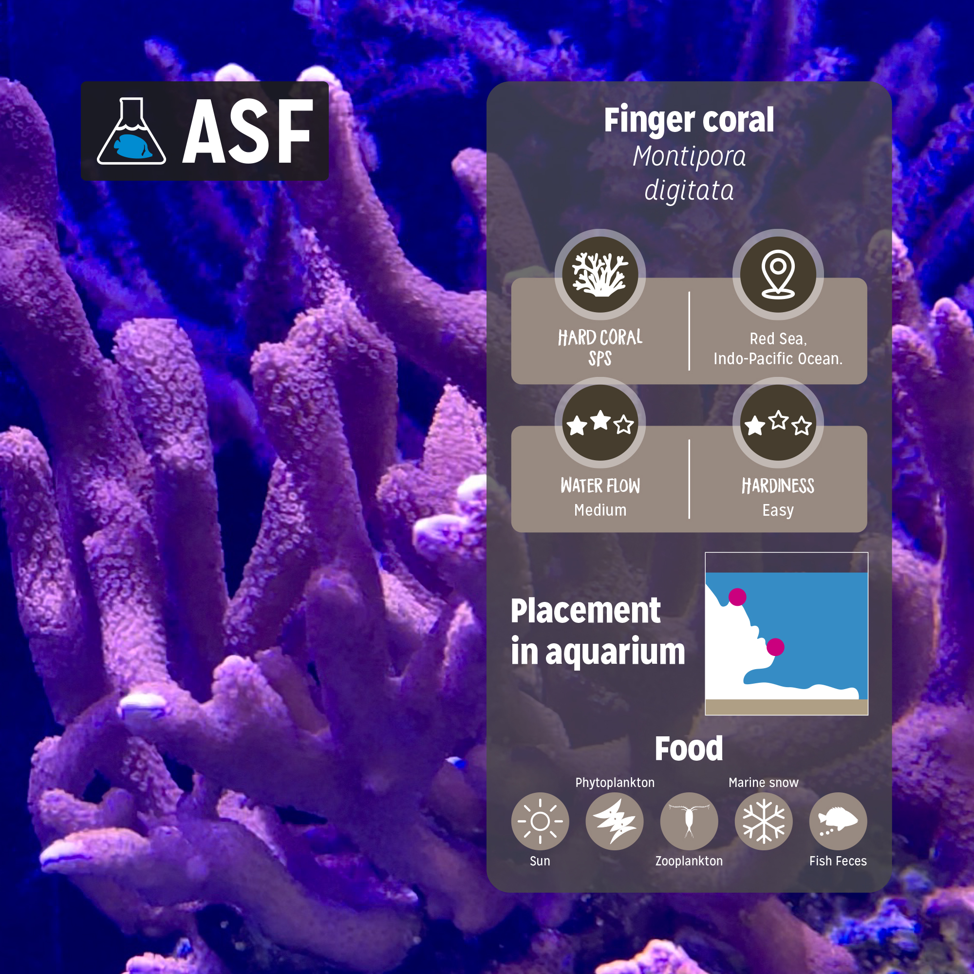Finger coral