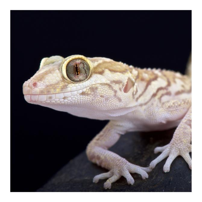 Gecko panthère