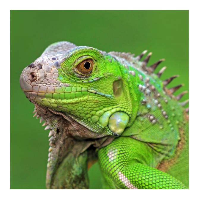 Iguane vert