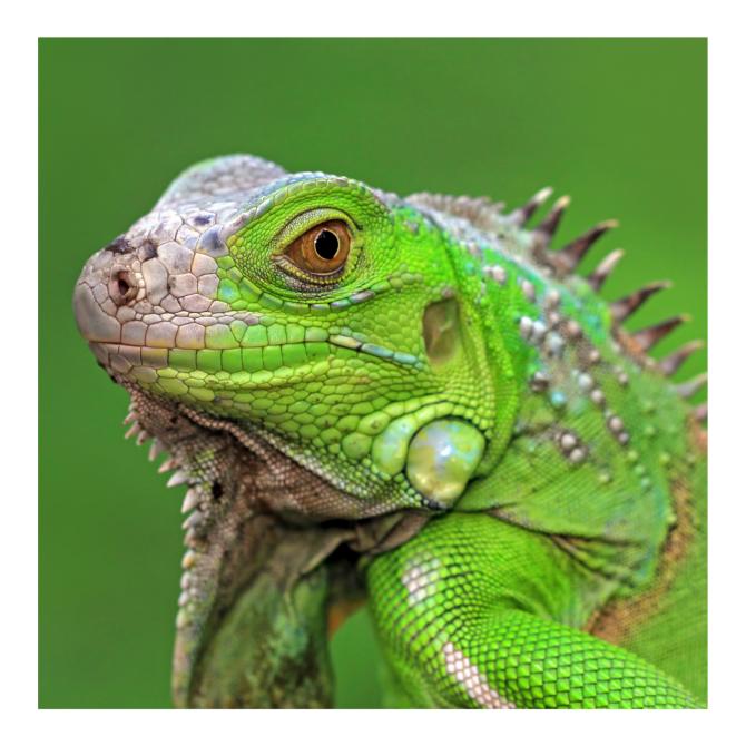 Iguane vert