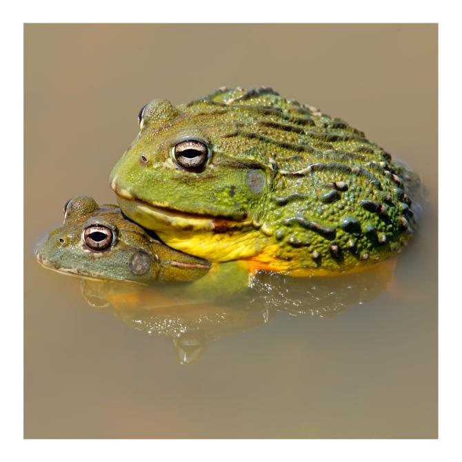 Grenouille taureau africaine géante