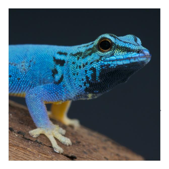 Gecko bleu néon