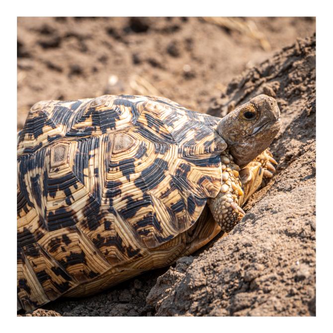 Tortue léopard