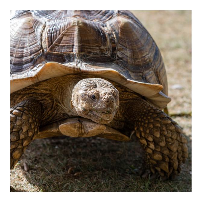 Tortue éperonnée d'Afrique (Sulcata)