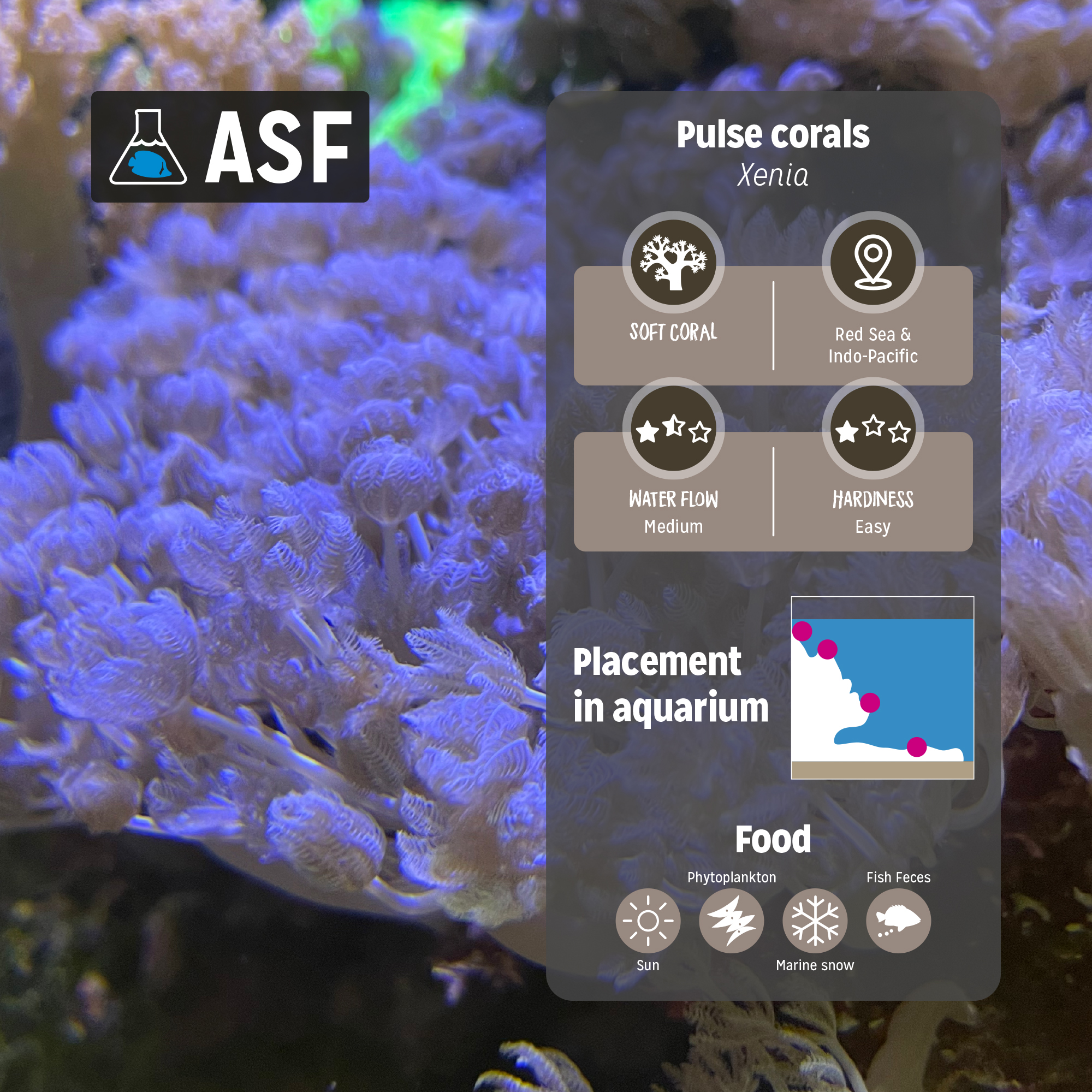 Pulse coral