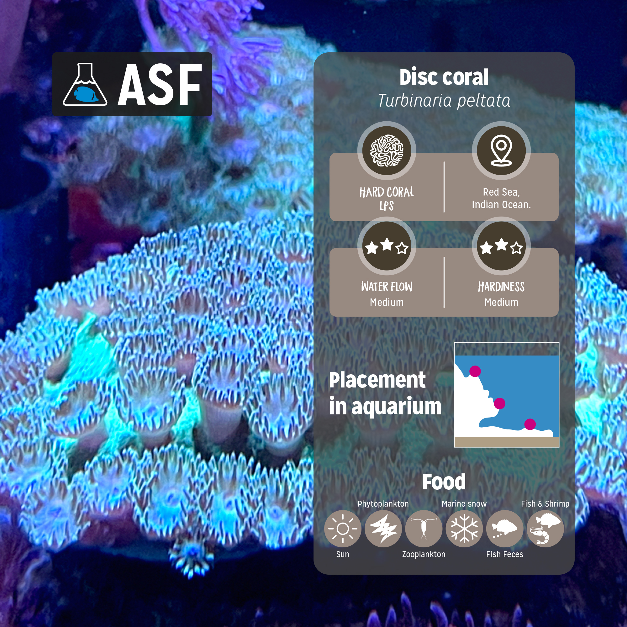 Disc coral