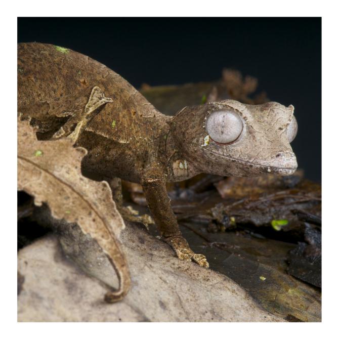 Uroplatus phantasticus