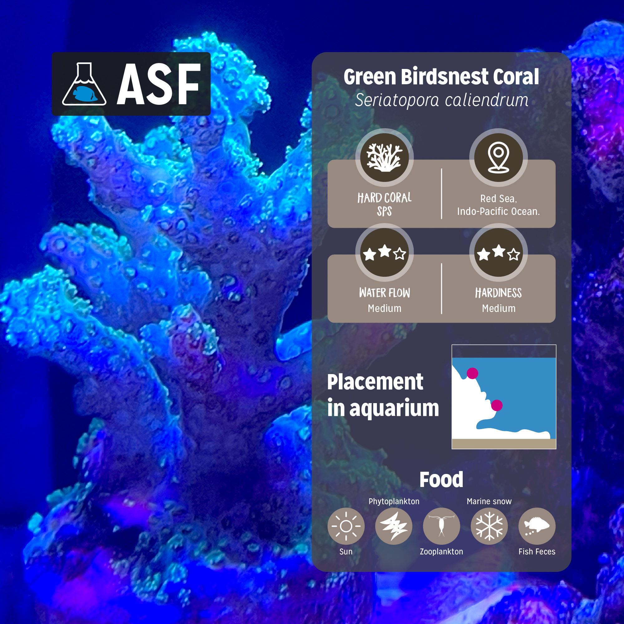 Green birdnest coral