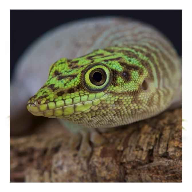Gecko diurne de Standing